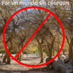 churquis