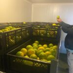 SAG autoriza en Matilla primer tratamiento en frío para movilizar fruta desde un área regulada