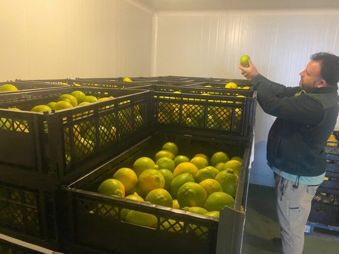 SAG autoriza en Matilla primer tratamiento en frío para movilizar fruta desde un área regulada