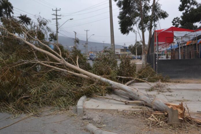 Más de 30 árboles cayeron en Alto Hospicio tras fuerte ventarrón del 18 de septiembre
