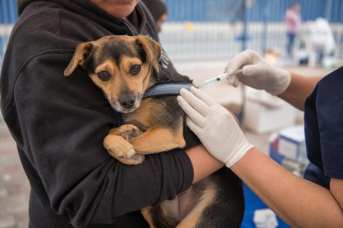 Tarapacá realizará operativos gratuitos de vacunación antirrábica para mascotas