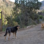 Municipalidad de Olmué presentará querella por presunto envenenamiento de cerca de 10 perros