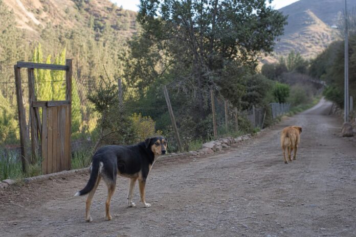 Municipalidad de Olmué presentará querella por presunto envenenamiento de cerca de 10 perros