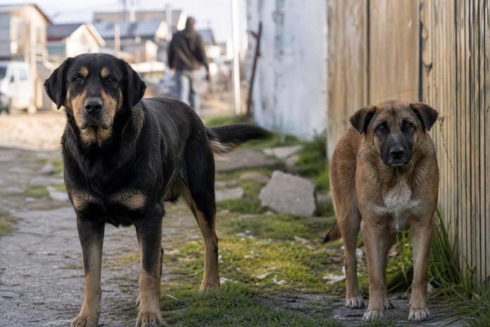 Mujer permanece grave tras ataque de dos perros en Puerto Montt