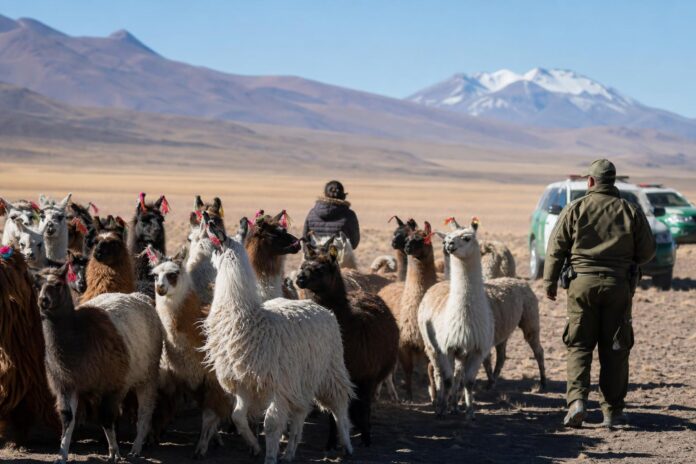 Carabineros recupera más de 100 llamas que eran trasladadas ilegalmente hacia Bolivia en Colchane