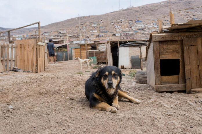 Agrupaciones animalistas piden agilizar refugio temporal para animales de Alto Molle
