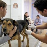 Chile recibe reconocimiento internacional por eliminar la transmisión de rabia de perros a humanos