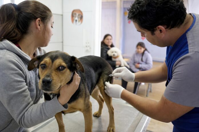 Chile recibe reconocimiento internacional por eliminar la transmisión de rabia de perros a humanos
