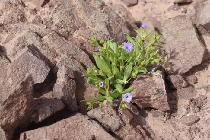 Vecinos de Alto Hospicio conocieron la biodiversidad del desierto florido en Cerro Aldea