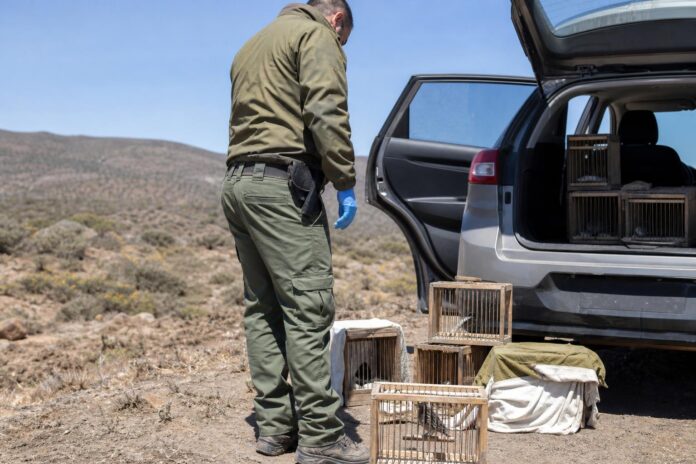 Detienen a hombre acusado de capturar siete aves protegidas en el Desierto Florido