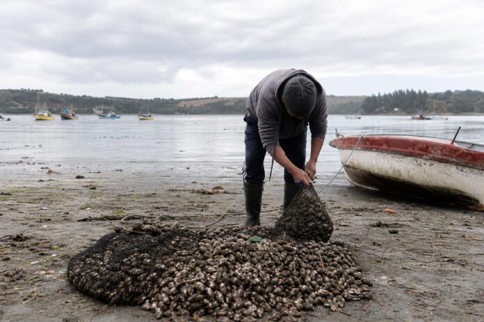 Prohíben extracción de mariscos en sector de Chonchi por presencia de marea roja