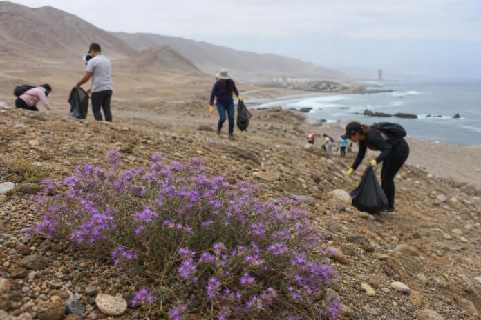 Operativo de limpieza y educación ambiental protege floración en Palo Buque