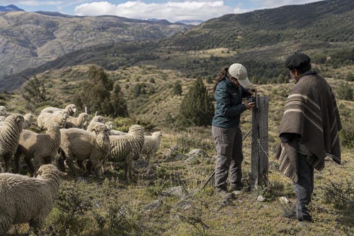 Agricultores de Quilaco mantienen alerta por ataques de pumas a ovejas
