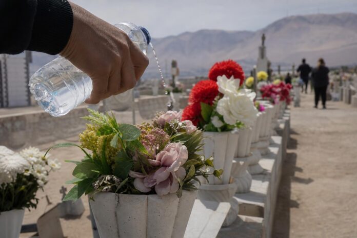 Seremi de Salud llama a evitar el uso de agua en cementerios ante hallazgos de Aedes aegypti