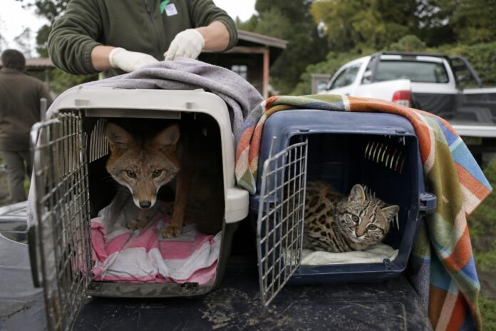 Rescatan a zorro culpeo y gato huiña atropellados en La Araucanía