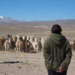 Detienen a mujer acusada de arrear cerca de un centenar de llamas hacia la frontera en Colchane