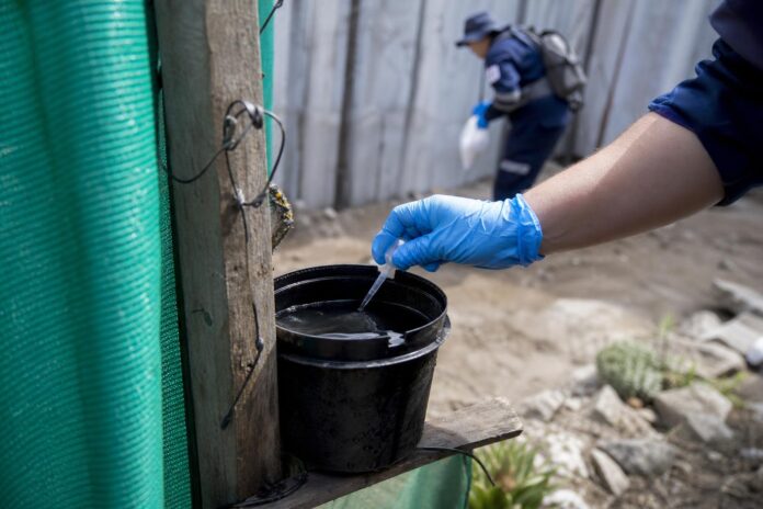 Seremi de Salud confirma cuarto hallazgo de Aedes aegypti en Tarapacá y activa operativo en Iquique