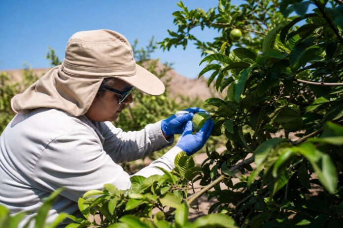 SAG pone fin a la cuarentena por mosca de la fruta en Matilla