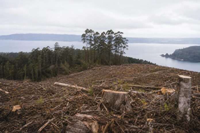 Empresario es condenado por daño ambiental en proyectos inmobiliarios de la costa de Valdivia